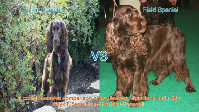 Video thumbnail for Boykin Spaniel vs. Field Spaniel: A Comprehensive Breed Comparison