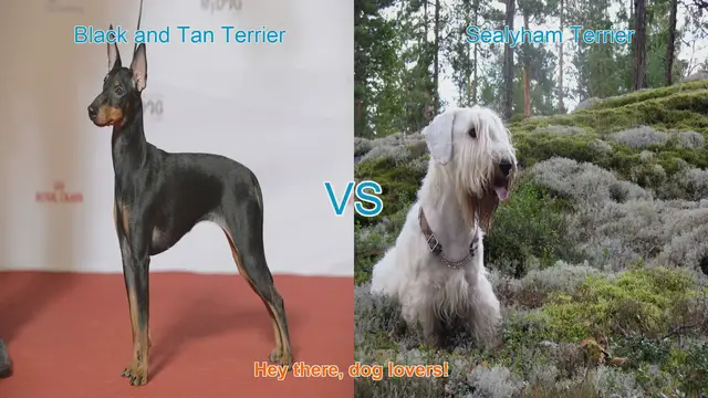 Video thumbnail for Comparing Black and Tan Terrier vs. Sealyham Terrier: Origins, Traits, and Health