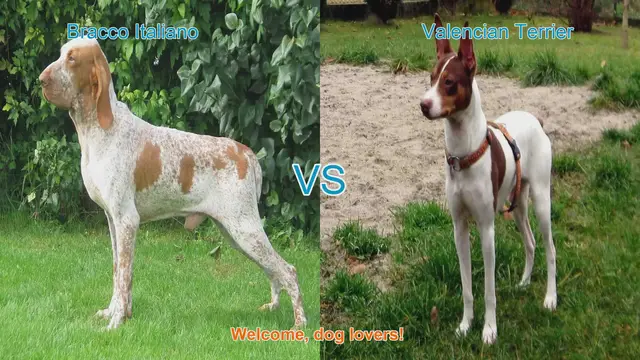 Video thumbnail for Bracco Italiano vs. Valencian Terrier: A Comparison of Two Unique Dog Breeds