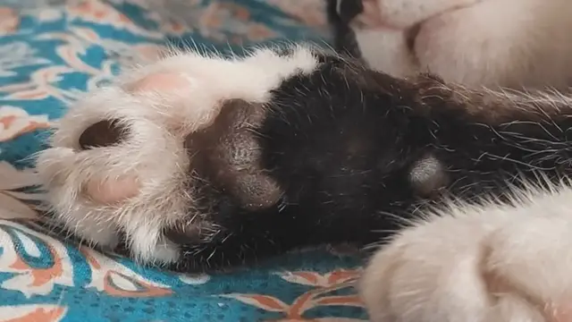 Video thumbnail for Pawmistry Unveiled: What Your Cat's Paws Reveal About Their Personality