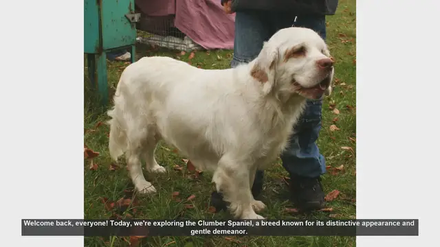 Video thumbnail for Clumber Spaniel: Pros and Cons of This Gentle Breed
