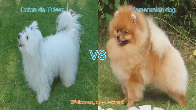 Video thumbnail for Coton de Tulear vs. Pomeranian: A Comparison of Long-Haired Dog Breeds
