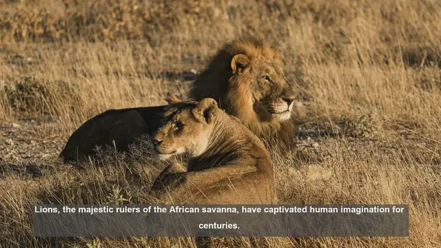 Video thumbnail for 10 Surprising Lion Facts You Didn't Know