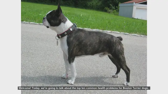 Video thumbnail for Top 10 Common Health Problems in Boston Terriers