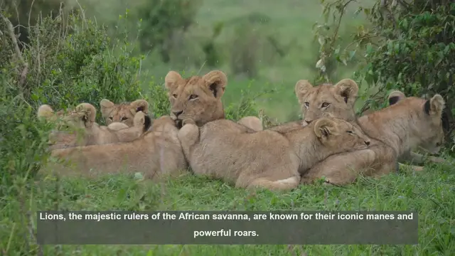 Video thumbnail for 10 Rare Physical Traits in Wild Lions
