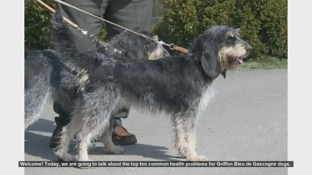 Video thumbnail for Top 10 Common Health Problems in Griffon Bleu de Gascogne Dogs