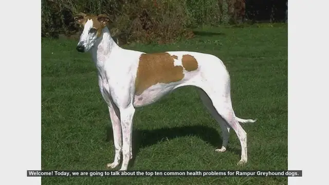 Video thumbnail for Top 10 Common Health Problems in Rampur Greyhound Dogs