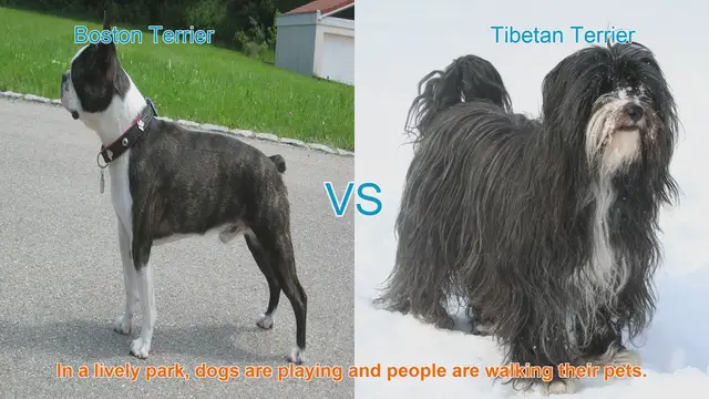 Video thumbnail for Boston Terrier vs. Tibetan Terrier: A Comparison of Beloved Dog Breeds