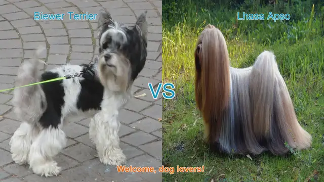 Video thumbnail for Biewer Terrier vs. Lhasa Apso: A Comparison of Charming Dog Breeds