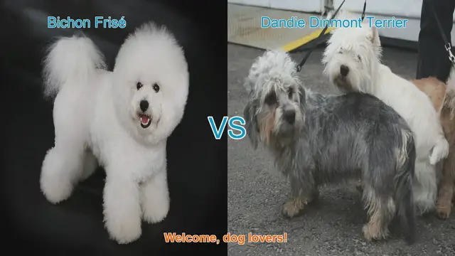 Video thumbnail for Bichon Frisé vs. Dandie Dinmont Terrier: A Comparison of Delightful Dog Breeds