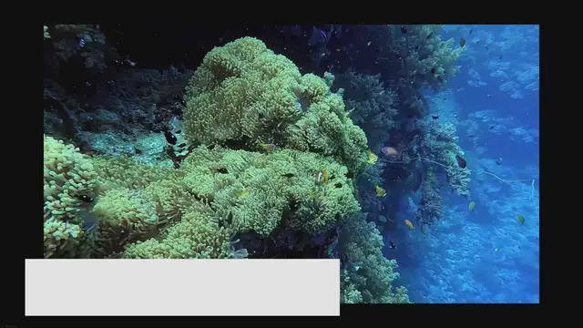 'Video thumbnail for Fish for Brackish Aquariums: Exploring Unique Environments'