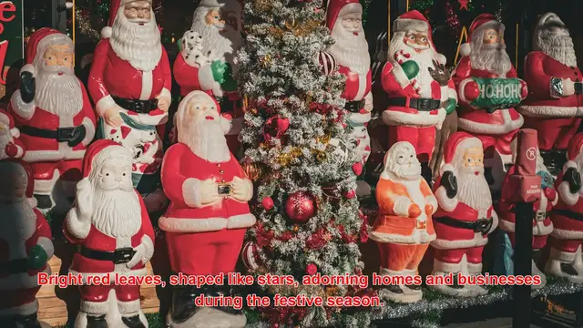 Video thumbnail for Why Are Poinsettias Known As The “Christmas Flower”?