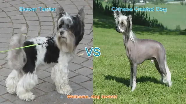 Video thumbnail for Biewer Terrier vs. Chinese Crested Dog: A Comparison of Two Charming Breeds