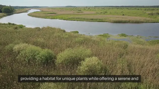 Video thumbnail for Bog Garden Design Ideas For Backyards