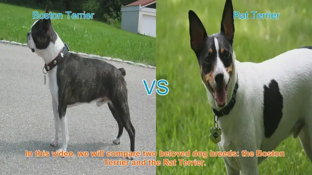 Video thumbnail for Boston Terrier vs. Rat Terrier: A Comparison of Beloved Dog Breeds