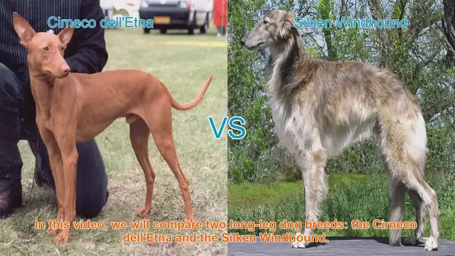 Video thumbnail for Comparing Cirneco dell'Etna and Silken Windhound Dog Breeds