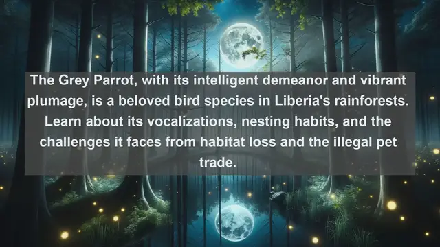 Video thumbnail for Wings of Liberia: Discovering the Top 10 Native Birds in the Land of Liberty