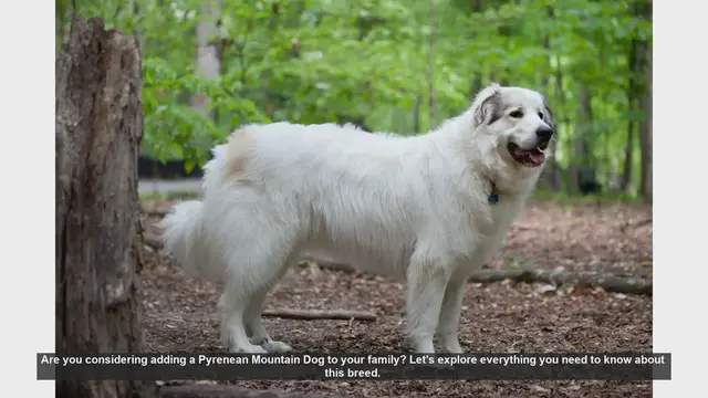 Video thumbnail for Pyrenean Mountain Dog: Everything You Need to Know