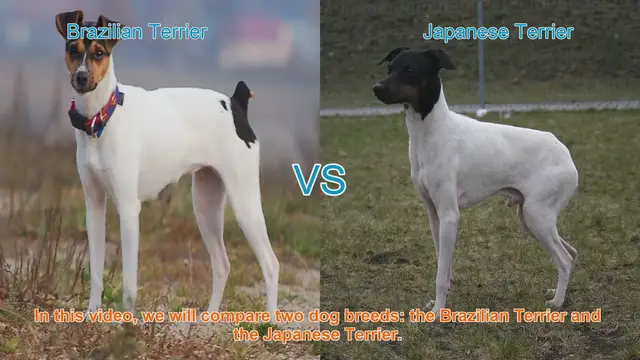 Video thumbnail for Comparing Brazilian Terrier and Japanese Terrier: A Comprehensive Guide