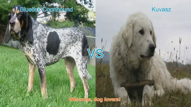 Video thumbnail for Bluetick Coonhound vs. Kuvasz: A Detailed Breed Comparison