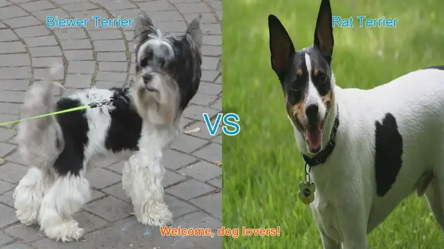Video thumbnail for Biewer Terrier vs. Rat Terrier: A Comprehensive Comparison