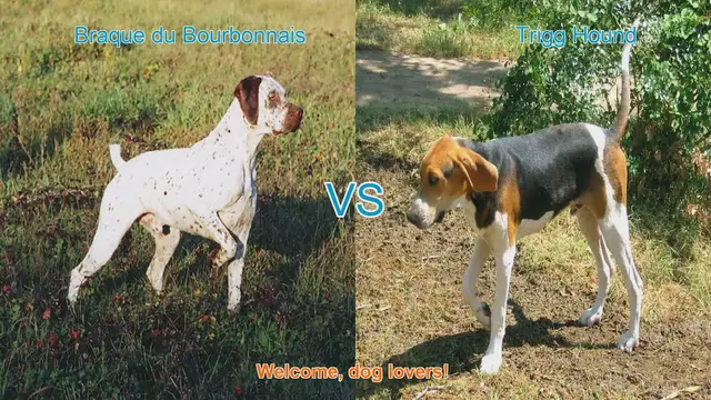Video thumbnail for Braque du Bourbonnais vs. Trigg Hound: A Comprehensive Comparison
