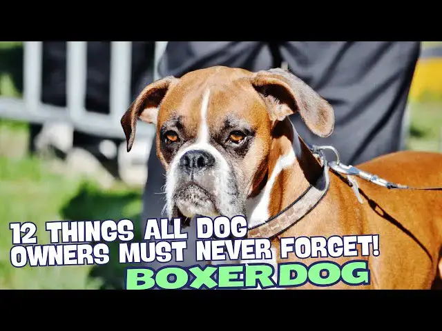 Video thumbnail for 12 Things All Boxer Dog Owners Must Never Forget! 🐶
