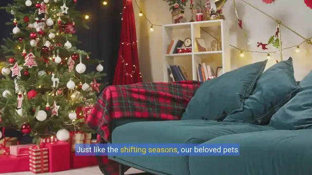 Video thumbnail for Aging Gracefully: Essential Care Tips for Senior Dogs copy