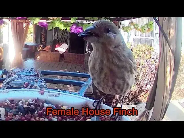 Video thumbnail for Backyard Safari / October 27, 2025