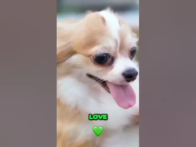 'Video thumbnail for The Life-Changing Wisdom Dogs Teach: Unconditional Love and Beyond'