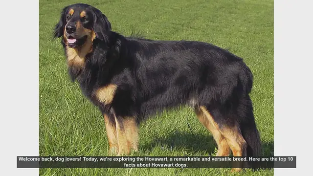 Video thumbnail for Top 10 Fascinating Facts About Hovawart Dogs