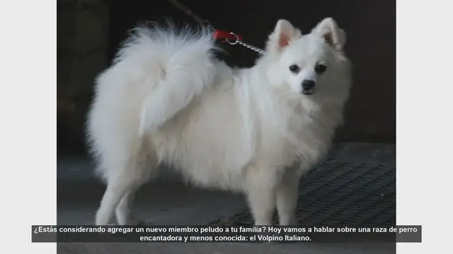 Video thumbnail for Descubre al Encantador Volpino Italiano: Tu Próximo Compañero Peludo