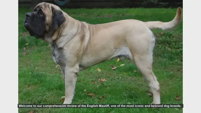 Video thumbnail for English Mastiff: Pros and Cons of Owning This Gentle Giant
