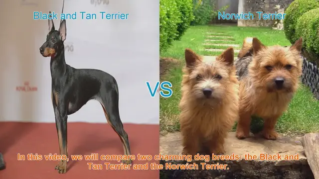 Video thumbnail for Comparing Black and Tan Terrier vs. Norwich Terrier: Breed Characteristics and Differences