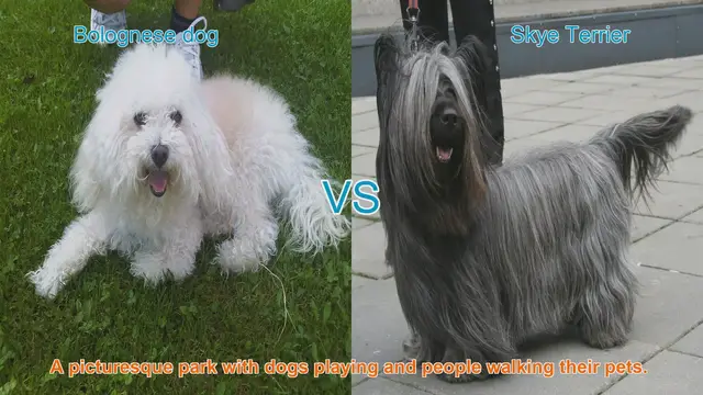 Video thumbnail for Bolognese vs. Skye Terrier: A Comparison of Two Charming Dog Breeds