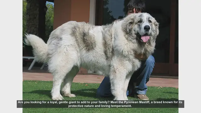 Video thumbnail for Meet the Pyrenean Mastiff: The Gentle Giant of the Dog World
