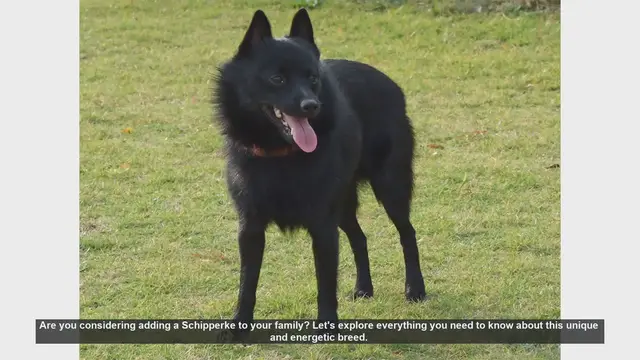 Video thumbnail for Schipperke: The Energetic and Loyal Little Black Fox