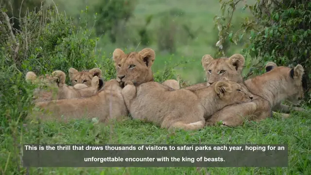 Video thumbnail for Top 10 Lion Encounters in Safari Parks