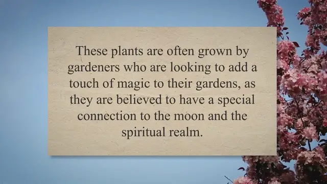'Video thumbnail for The Mystical World of Moonflowers: A Comprehensive Guide to their Symbolism and Meaning for Gardeners'