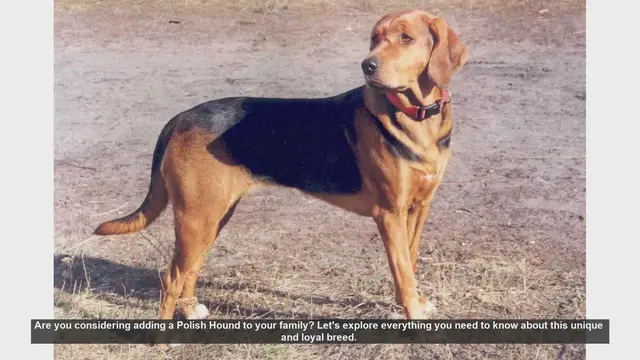 Video thumbnail for Polish Hound: The Ultimate Guide to a Loyal and Active Family Pet