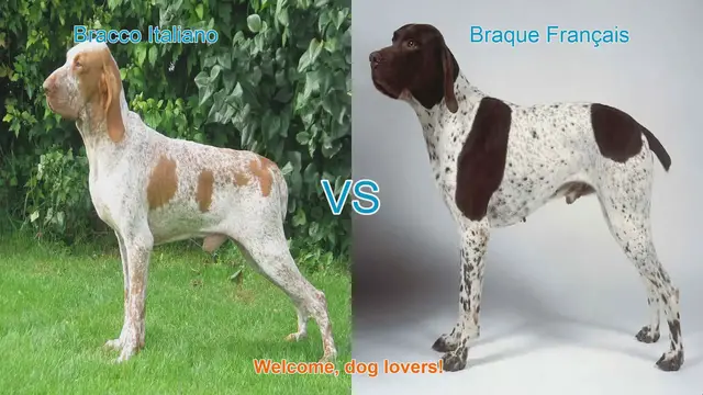 Video thumbnail for Bracco Italiano vs. Braque Français: A Comprehensive Comparison