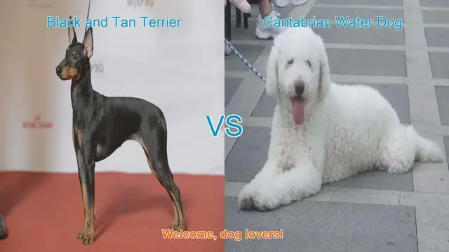 Video thumbnail for Comparing Black and Tan Terrier vs. Cantabrian Water Dog: Which Breed is Right for You?