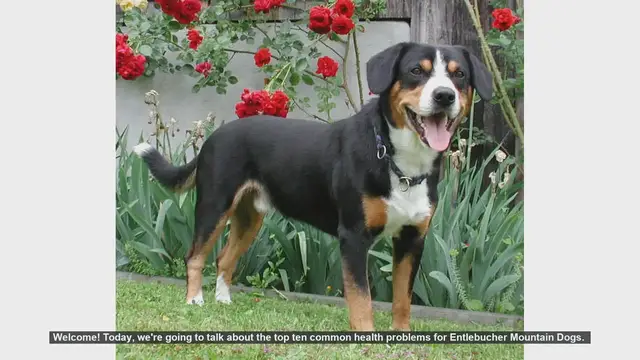 Video thumbnail for Top 10 Common Health Problems in Entlebucher Mountain Dogs
