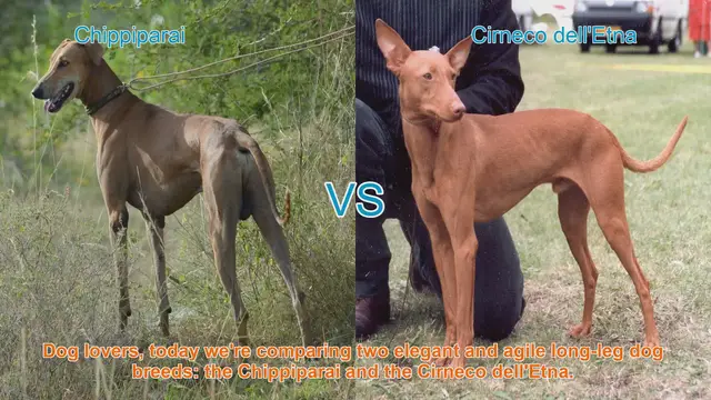 Video thumbnail for Chippiparai vs. Cirneco dell'Etna: A Comparison of Elegant Long-Leg Dog Breeds