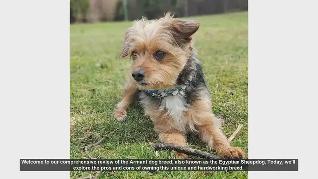 Video thumbnail for Armant Dog Breed Review: Pros and Cons of the Egyptian Sheepdog