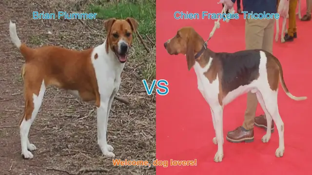 Video thumbnail for Dog Breed Showdown: Brian Plummer Terrier vs. Chien Français Tricolore