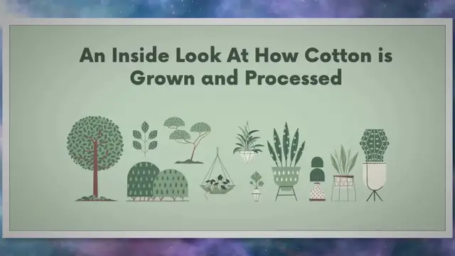 Video thumbnail for From Branches to Threads: Witness How Cotton Actually Grows on Trees!