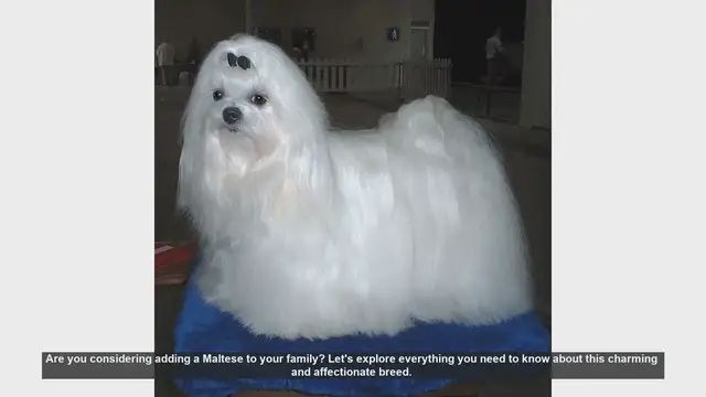 Video thumbnail for Everything You Need to Know About the Maltese Dog Breed