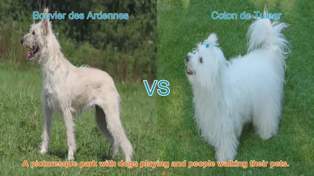 Video thumbnail for Bouvier des Ardennes vs. Coton de Tulear: A Comparison of Two Unique Breeds