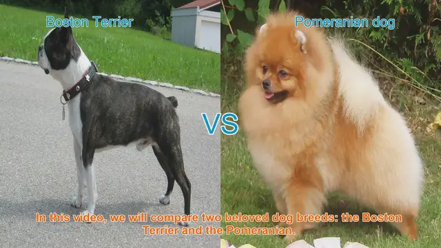 Video thumbnail for Boston Terrier vs. Pomeranian: A Comprehensive Breed Comparison